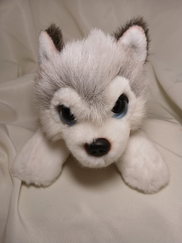 Husky puppy dog - husky, toy