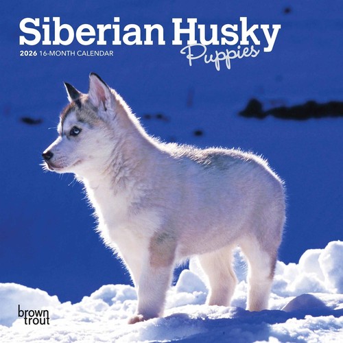 Siberian husky puppies mini - puppies,