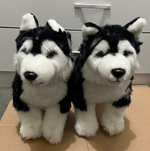Siberian husky puppy dog - siberian,