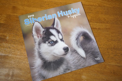 Siberian huskies husky puppies - huskies,