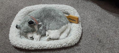 Perfect petzzz husky sleeping - perfect,