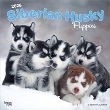 Siberian Husky Puppies 2026