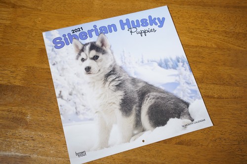 Siberian huskies husky puppies - huskies,