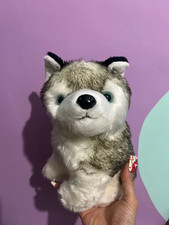 Brand New Siberian Husky Puppy