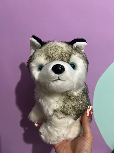 Brand new siberian husky puppy - siberian,