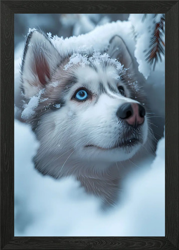 White husky snow dog - dog, puppy