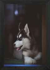 siberian husky puppy dog