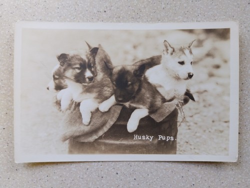 Husky pups four - four, puppies.