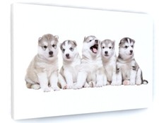 CUTE HUSKY PUPPIES CANVAS