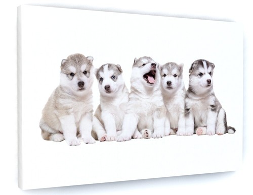 Cute husky puppies canvas - cute,