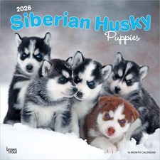 Siberian Husky Puppies